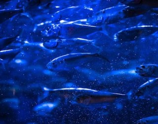 Como os peixes sobrevivem em águas congeladas?