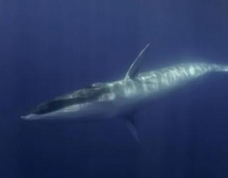 Japão planeja caçar comercialmente baleias-comuns vulneráveis