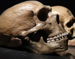 Qual é a diferença entre Neandertais e Homo sapiens?