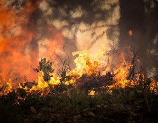 Qual a diferença entre queimadas e incêndios florestais?