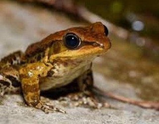 Veneno de sapo pode ser usado como antidepressivo, conclui estudo