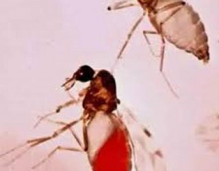 Febre oropouche chegou a 22 Estados e ultrapassou 11 mil casos em 2024