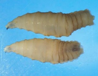 Parasita carnívora detectado pela primeira vez em humano