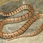 Foto de cobra postada no Instagram leva à descoberta de uma nova espécie do Himalaia