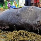 Garoupa gigante é capturada por pescadores na Índia
