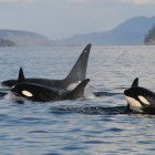 Gravação inédita mostra orcas perseguindo e matando baleias-azuis