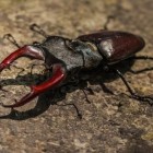 A ordem dos insetos Coleoptera: os besouros