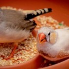 Top 8 dicas de nutrição para pássaros