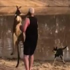 Homem apanha de canguro ao tentar salvar seu animal de estimação