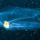 DNA de organismos no fundo do mar revela um abismo repleto de pequenas formas de vida