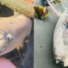 Peixe ‘dentuço e chifrudo’ é visto em praia