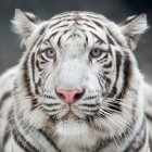 10 animais mais bonitos do mundo
