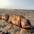 Estranha criatura marinha sem olhos aparece em praia do Texas após passagem de furacão
