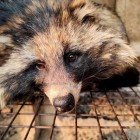 Animais selvagens valorizados como iguarias na China contêm vírus ameaçadores