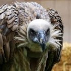 6 fatos sobre os abutres as aves carniceiras