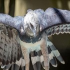 Curiosidades impressionantes sobre a aves de rapina Harpia