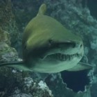 6 mitos sobre o tubarão o rei dos mares