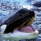 A baleia-assassina é tão mortal quanto dizem? Ela come humanos?