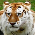 Tigre-dourado uma espécie exótica e muito rara