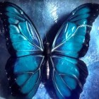 Efeito borboleta: o que é e como está presente em nossas vidas