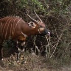 Quênia lança tentativa de salvar bongos selvagens da extinção