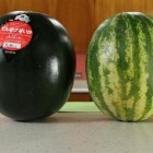 Densuke – a melancia mais cara do mundo