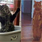 17 gatos hilários que merecem um Oscar