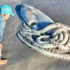 Filhote de lula gigante de 2 metros é encontrado em praia