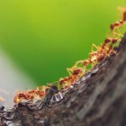 A hierarquia das formigas e sua diversidade de espécies