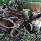 O cogumelo-taça venenoso