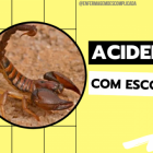Acidentes com escorpiões: Definições, manejo e cuidados