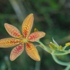 A planta perene flor-leopardo
