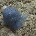 Criatura bizarra das profundezas do oceano é encontrada no Caribe