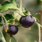Tomates roxos geneticamente modificados podem estar chegando as mercearias dos EUA