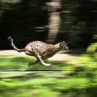 Índia recebe guepardos de volta, 70 anos após extinção local