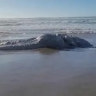 Monstro marinho é encontrado em praia nos Estados Unidos