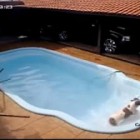 Pitbull salva filhote de chihuahua de afogamento em piscina
