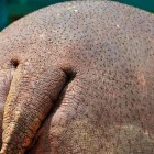O suor dos hipopótamos é vermelho?