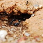 Como é a vida dentro de um formigueiro?