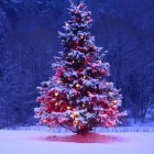 O significado biológico por trás da árvore de Natal: como ela simboliza a vida