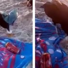 Urubu bebe cerveja em praia