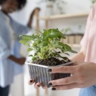 Plantas comestíveis: conheça 7 espécies para cultivar em casa
