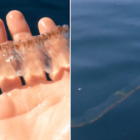 Criatura transparente e gelatinosa é encontrada no mar dos EUA