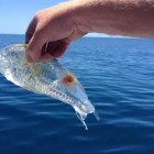 Criatura transparente e misteriosa atrai atleta no mar dos EUA