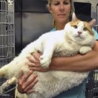 Obesidade em gatos: causas, consequências e como prevenir e tratar
