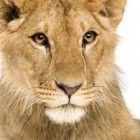Seis leões são mortos no Quênia após a morte do leão mais velho da África