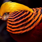 Top 10 animais mais coloridos do mundo
