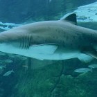 Menina de 13 anos dá soco em tubarão na Flórida para escapar de ataque