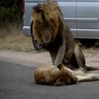 Leões em acasalamento causam engarrafamento em estrada na África do Sul