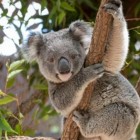 A clamídia está matando os coalas da Austrália
